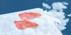Seacon Red Snapper Fillets
