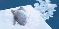 Seacon Sea Bream Fillets