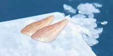 Seacon Nile Perch Fillets